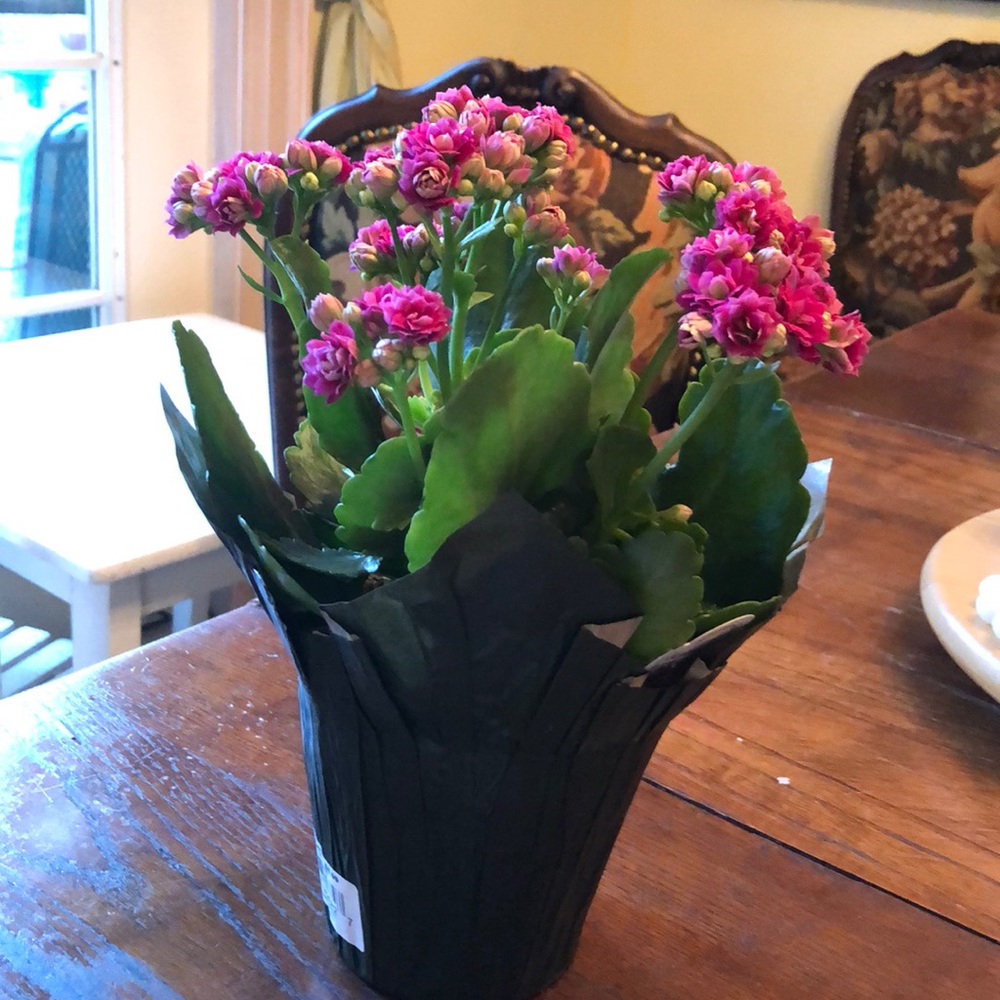 Meet your Posher, Honey